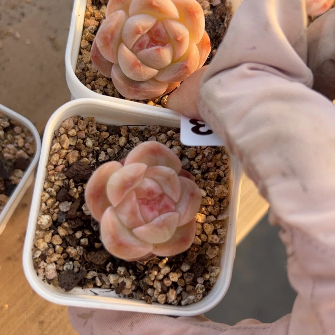 ?****?313 多肉植物组合盆栽