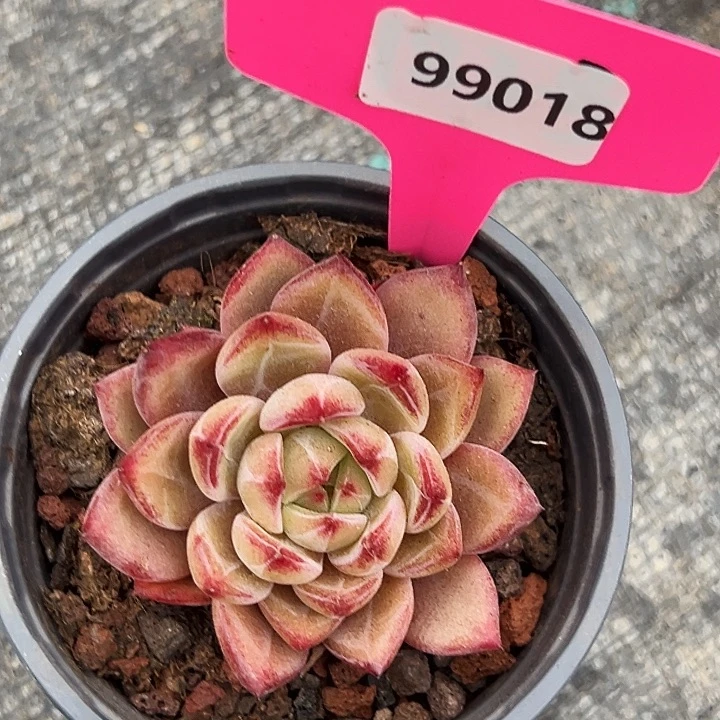 ****痣糖心   99018号