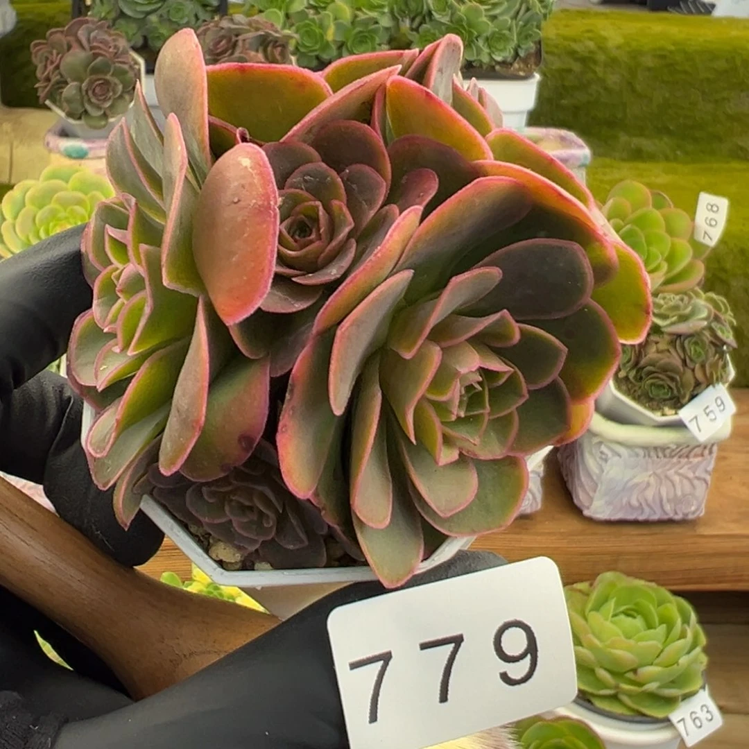 779泽兰紫红色优选6厘米