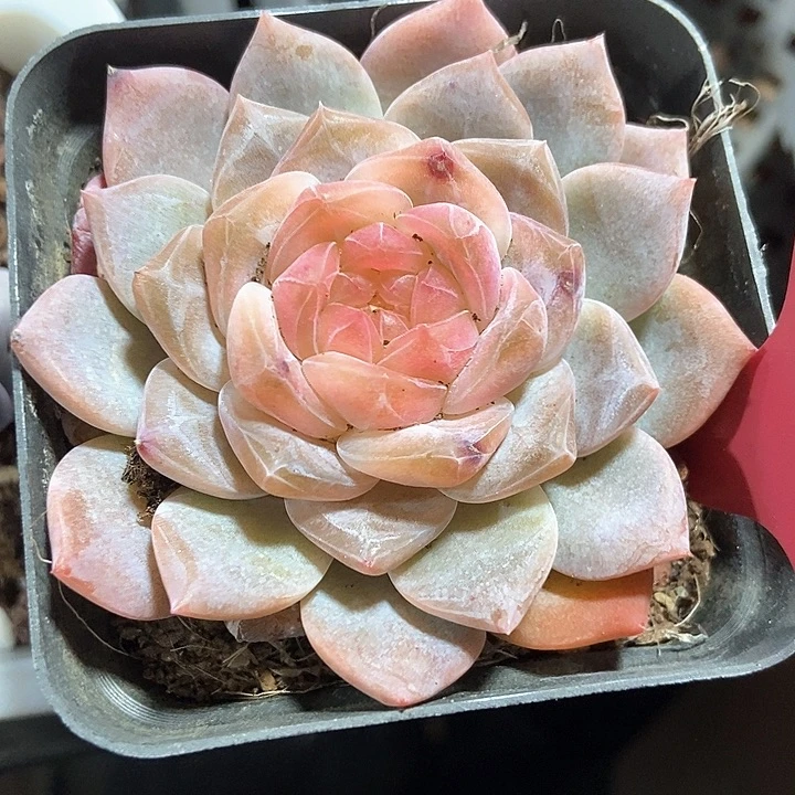 多肉植物冰魄240