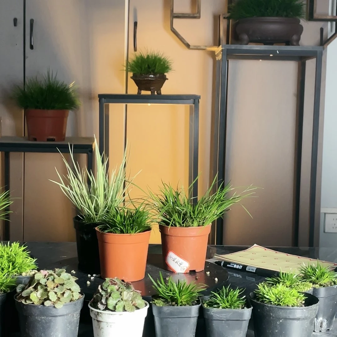 【闪购商品】不开花植物