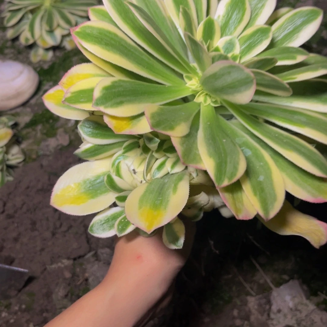 欣妮呀多肉植物捧花