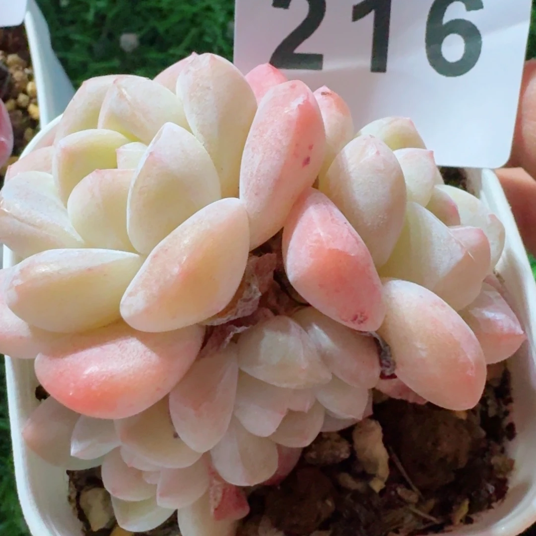 冰玉群生整装无砍
