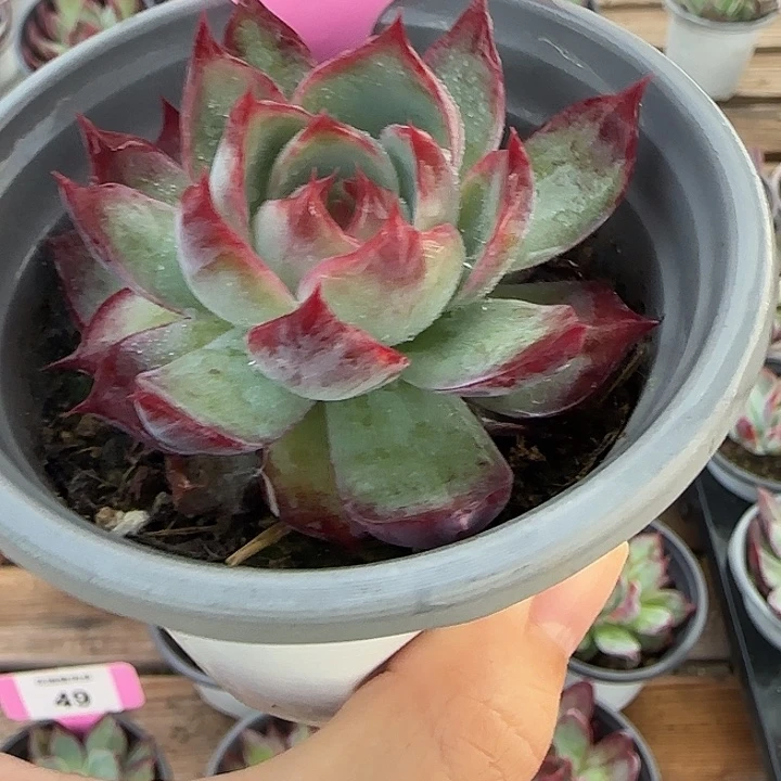 28 惊鸿仙子多肉植物