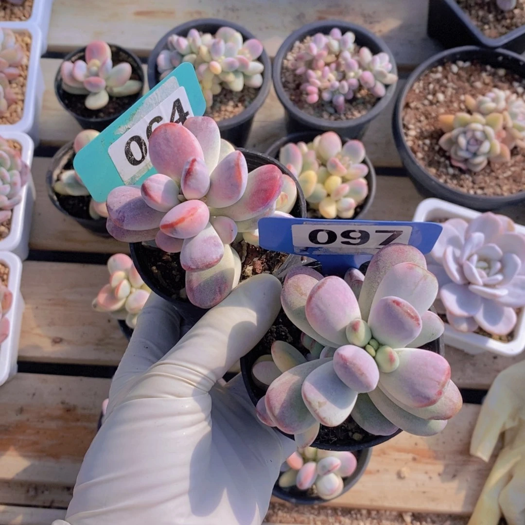 祖***朵064 097多肉植物111111