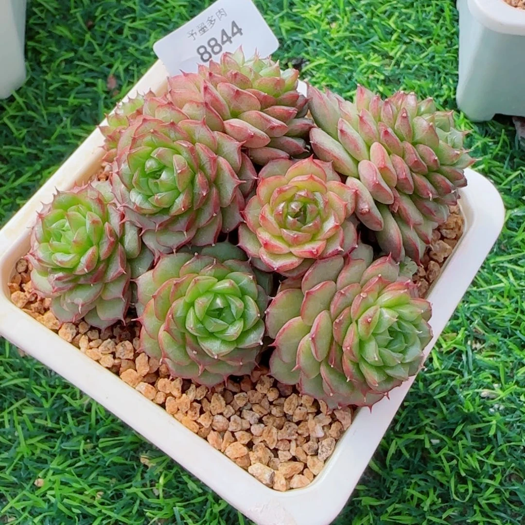 麦秆群，8844带盆发不包整
