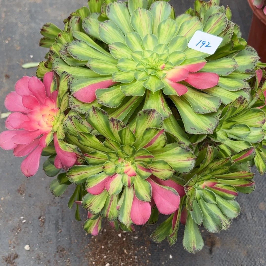 192知否炖肉植物洗衣