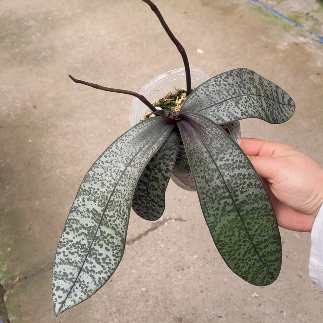 当前无花栽培后可以开花3.5m405西