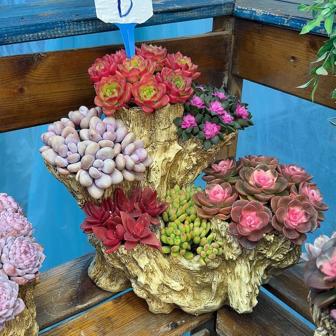 花果山花园多肉组合花园