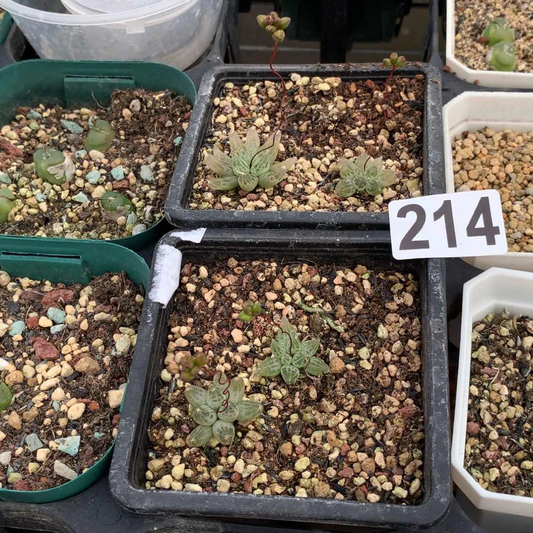 哟*猴214洛丽塔块根四颗