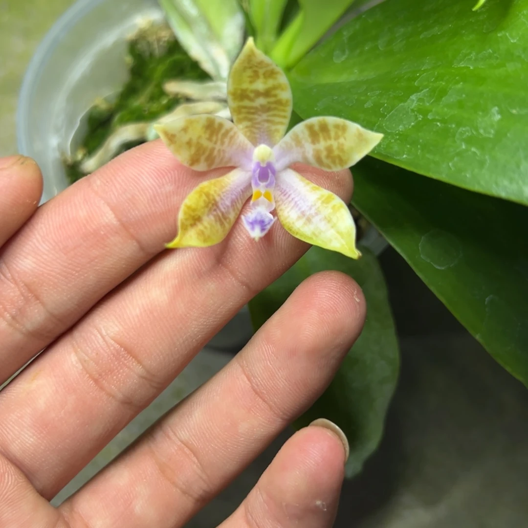 完全开放l661三寸ys1162