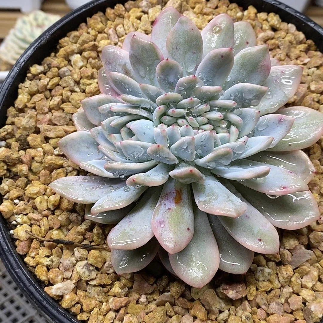 1229 大橙梦露锦缀化带龙头