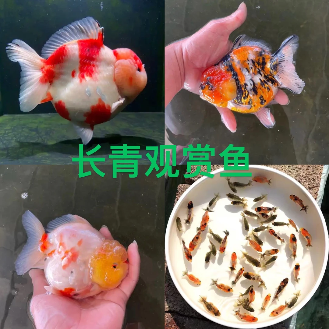 鱼场直发 短尾狮鱼苗 樱花红虎麒麟 包邮不包养殖