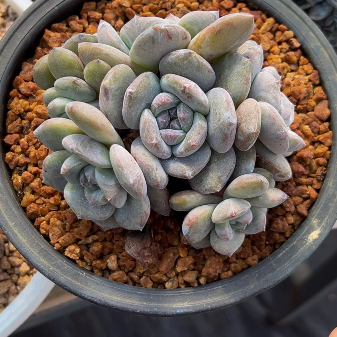 新年快乐新年快乐