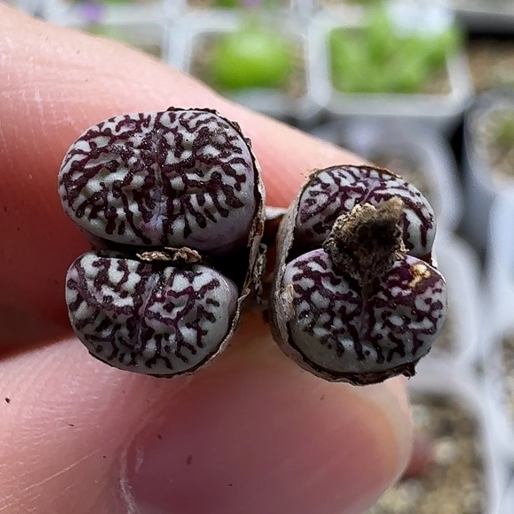 老马生石花墨小锥757