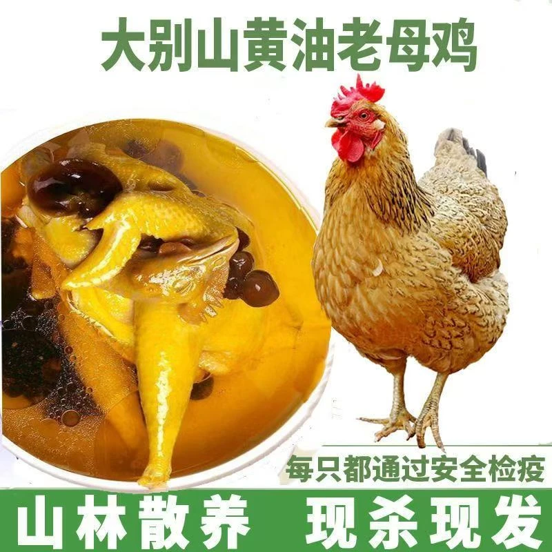 【顺丰包邮】大别山黄油老母鸡散养现杀土鸡肉月子煲汤土鸡