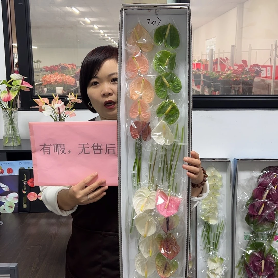 完全开放混色-20枝装无售后款207