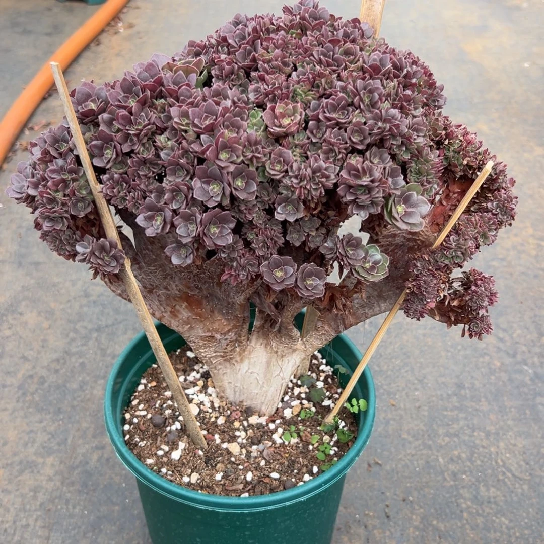 万圣节朵朵缀化老桩厚板