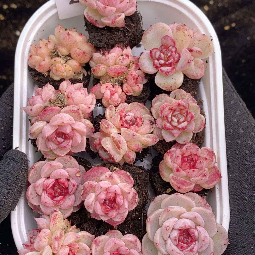 2-105量拍天鹅绒之前