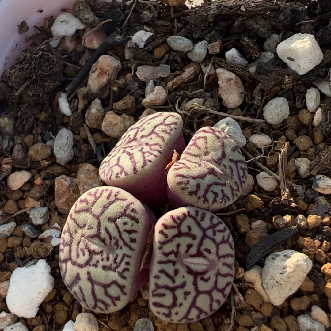 墨群多肉植物百科1