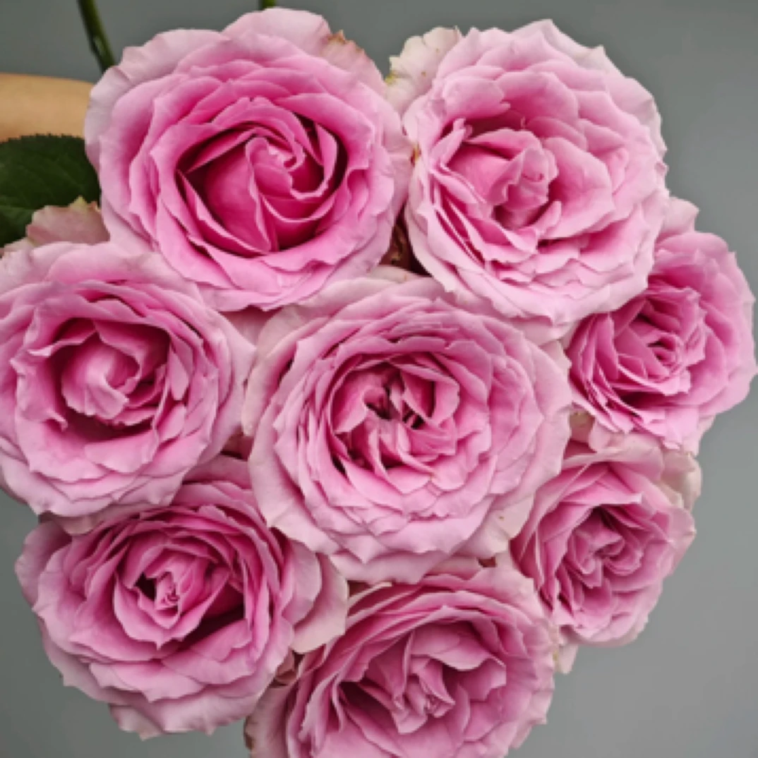 甜蜜雪山一加仑扦插粉色大切花原盆原土