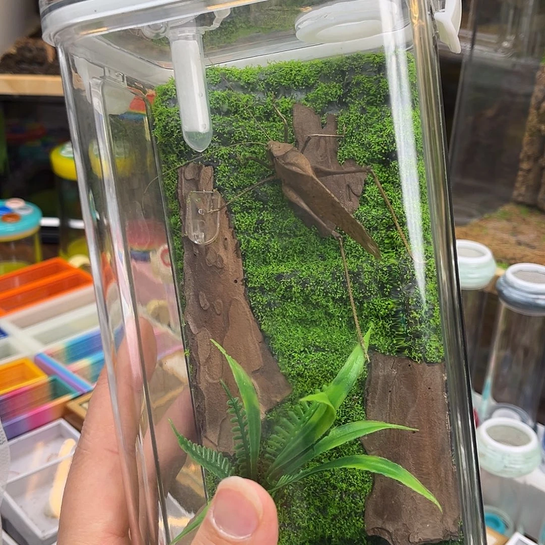 10x20生态箱➕2竹铃1蛙坊