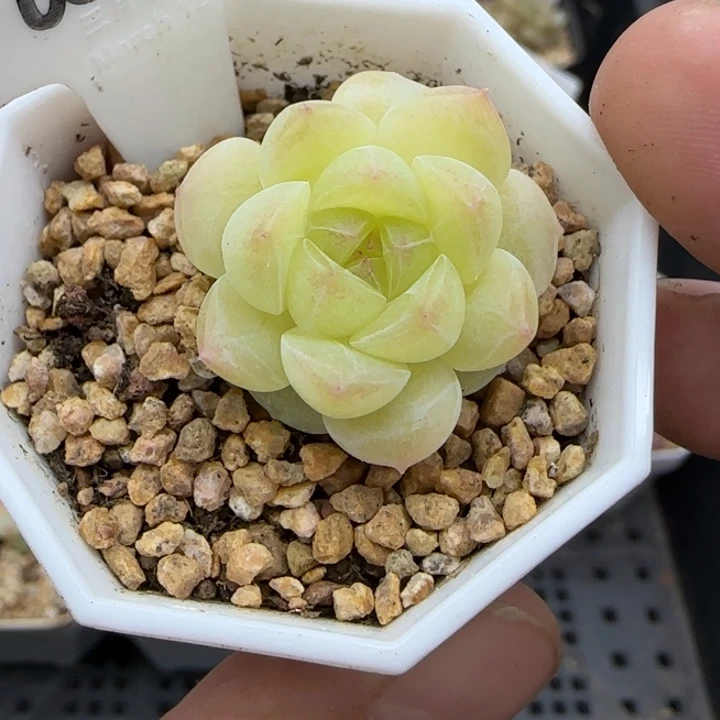 682号财富密码胖表妹晗雨