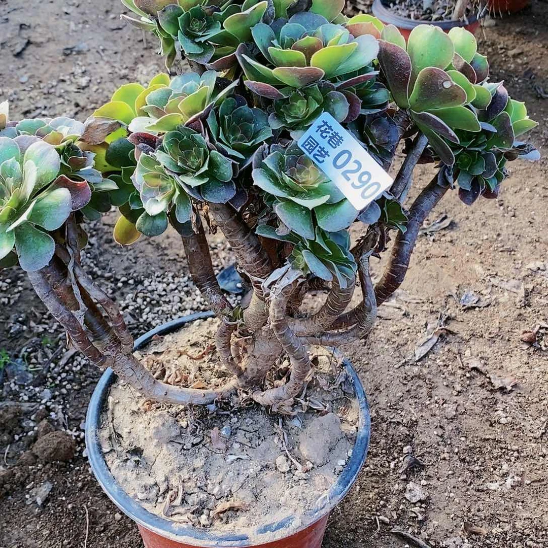 290 号20包邮不包断枝