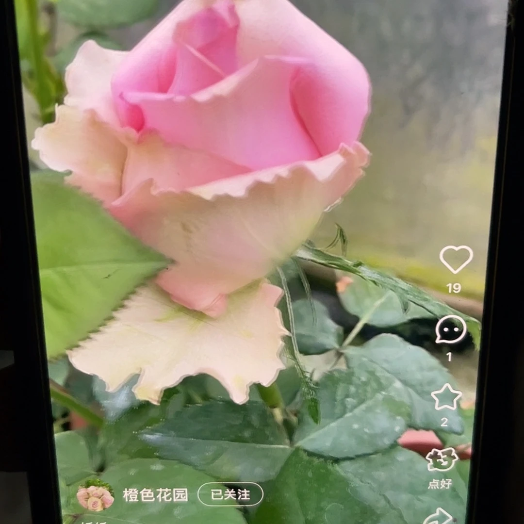 无花朵——-折纸 福利款