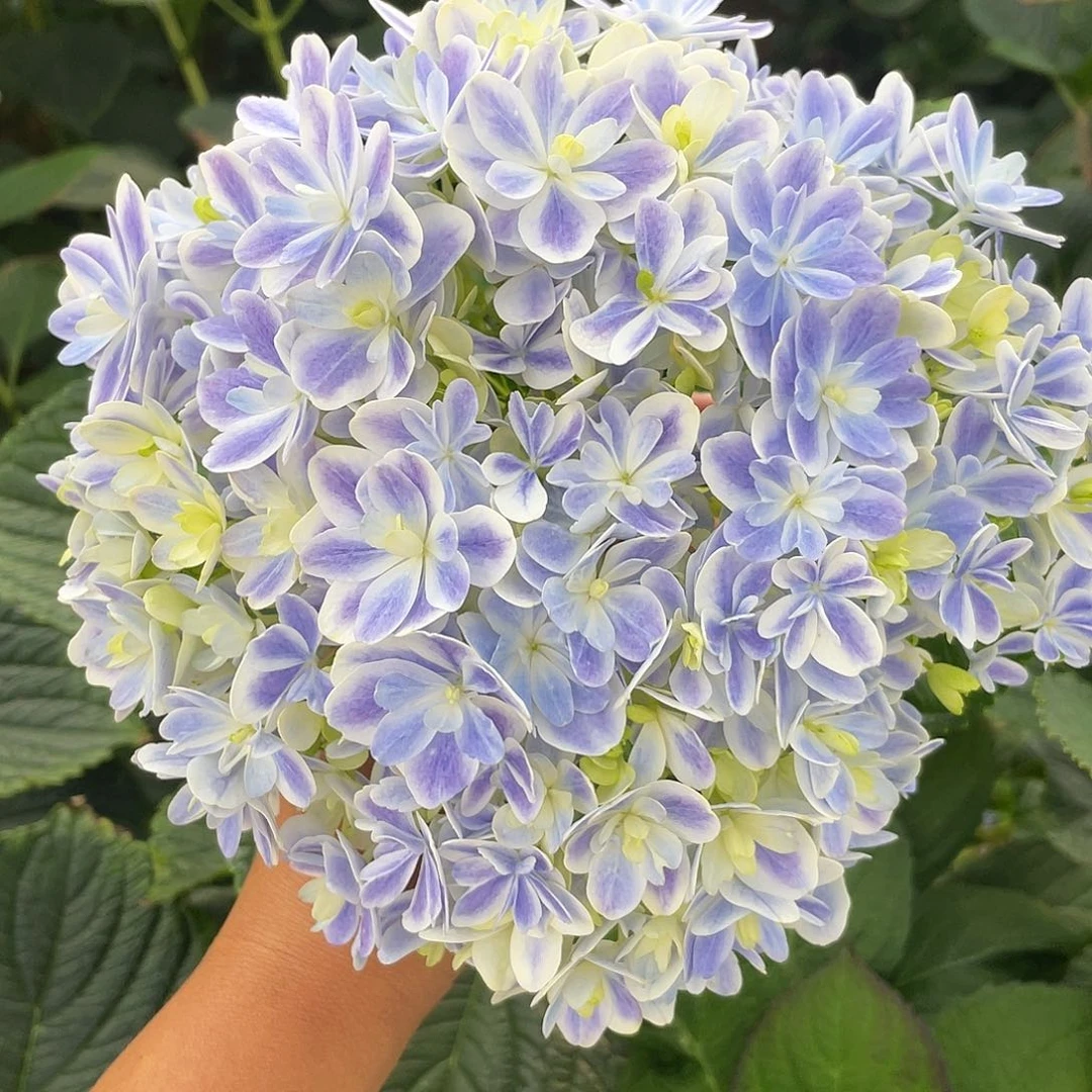 绣球切花一物一拍3枝起包邮，185