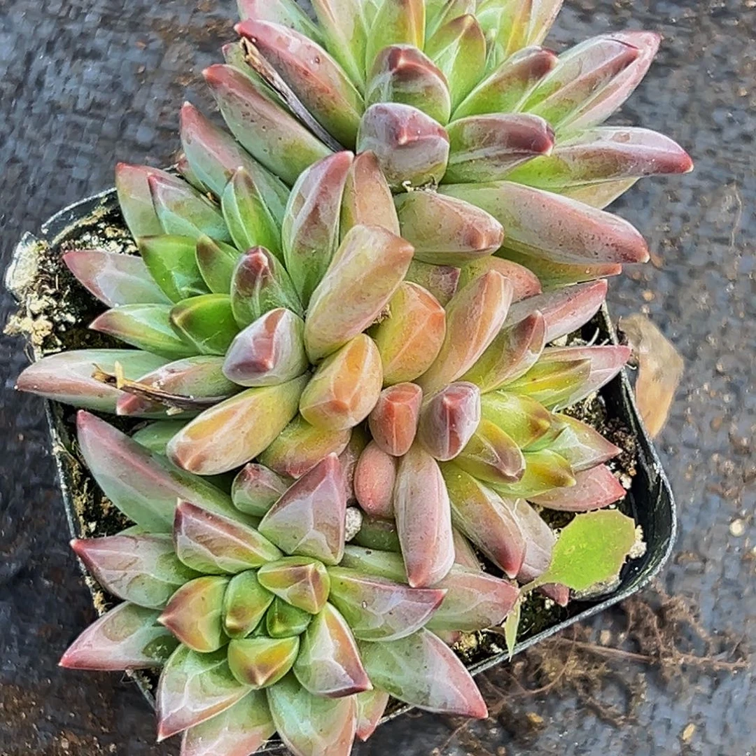 美美金品多肉美人系