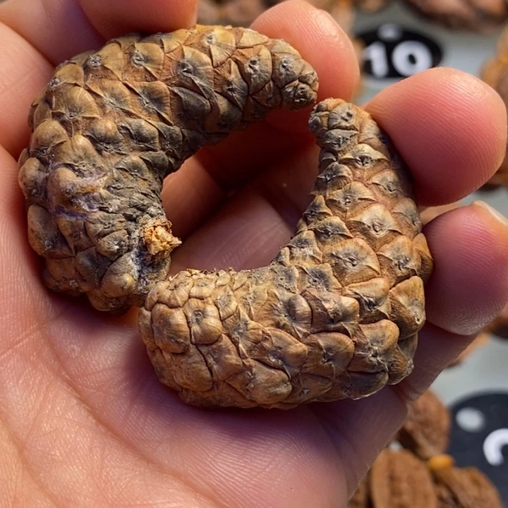 香榧木拿姐工艺流程15