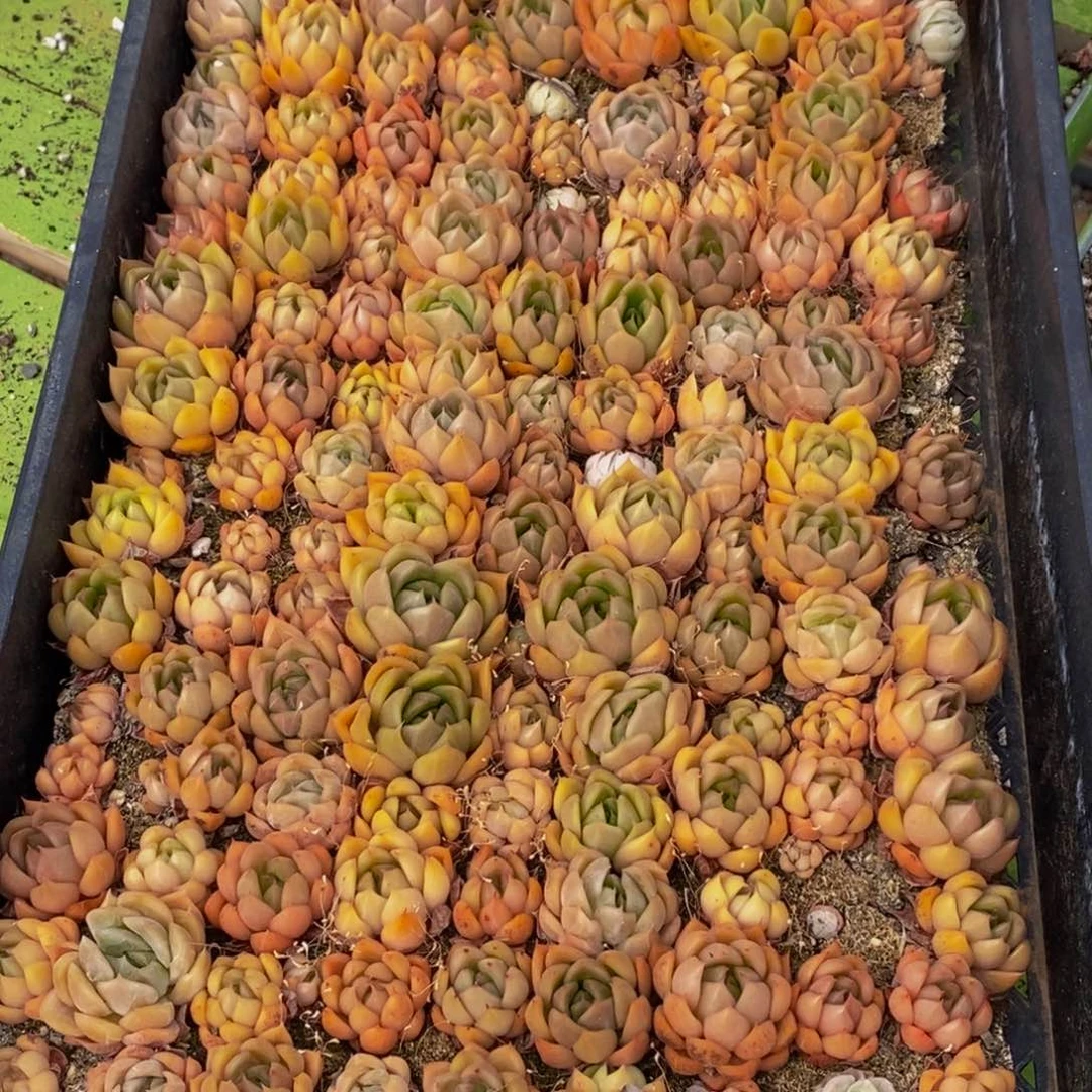 225多肉植物保护研究所所长