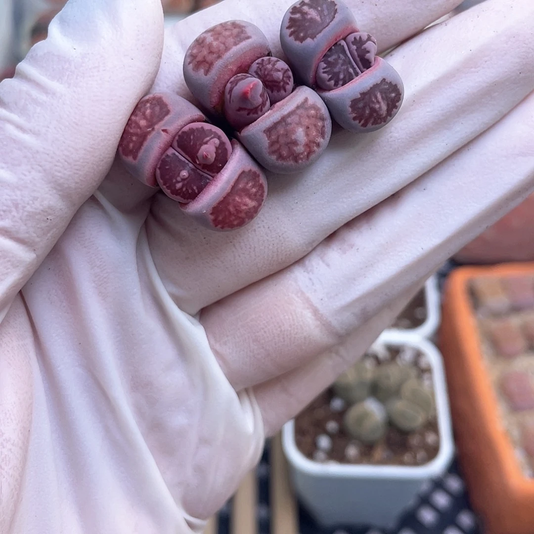 262 奇葩………………………………