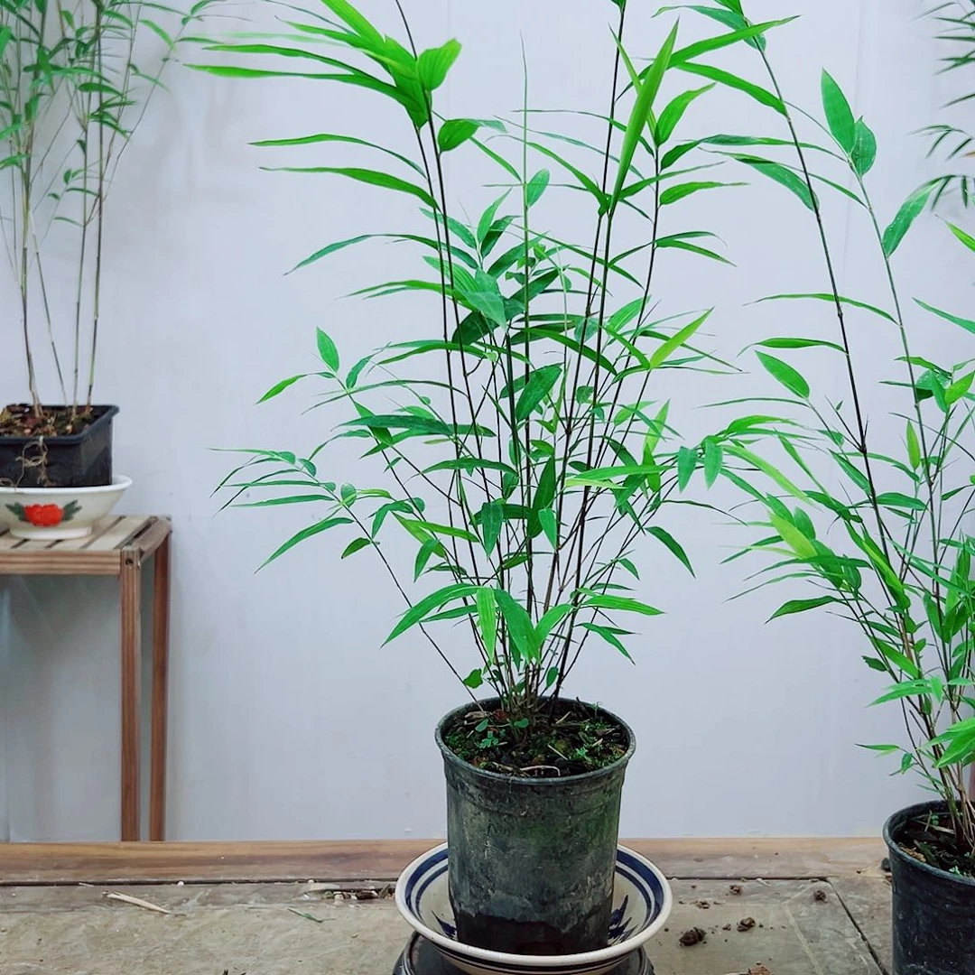 不开花植物内门竹