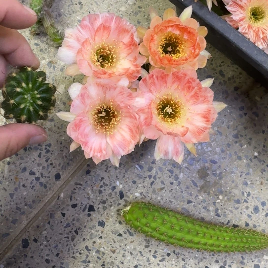 224丽花老丽83歪无根侧牙3公分左右，20包邮