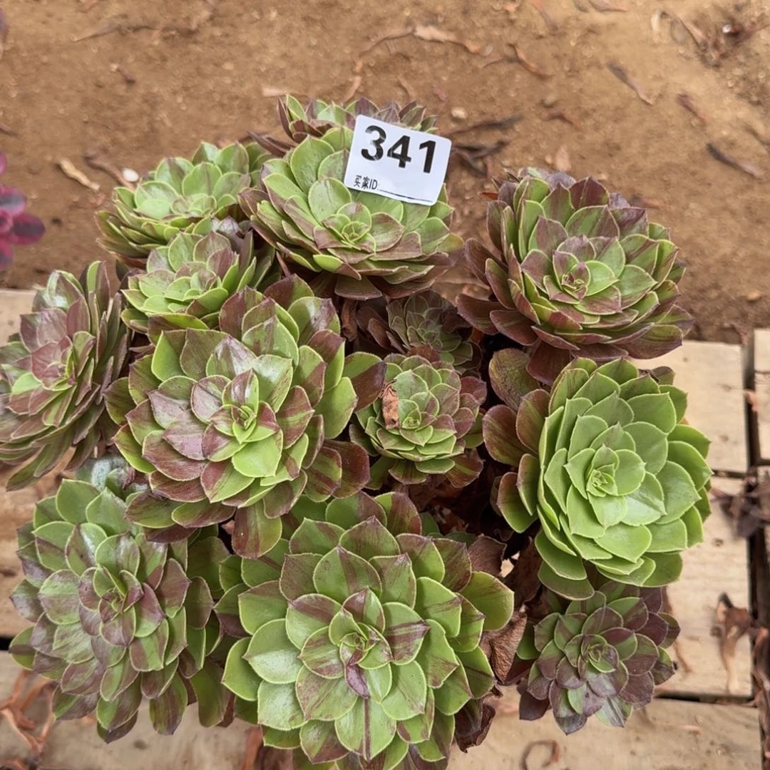341花月夜多肉植物