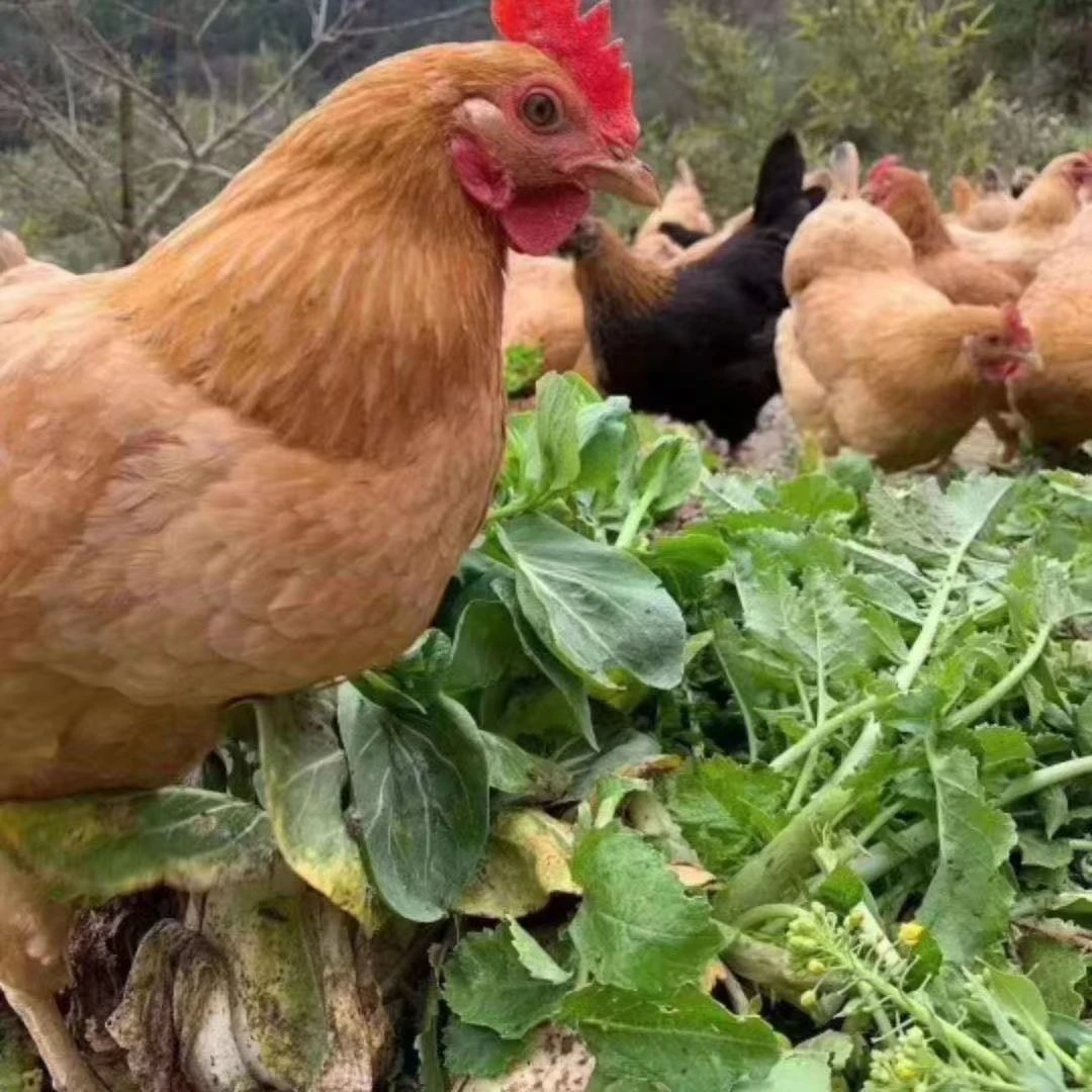 正宗土鸡蛋农家散养新鲜鸡蛋农家笨鸡蛋营养月子鸡蛋虫草蛋皖南