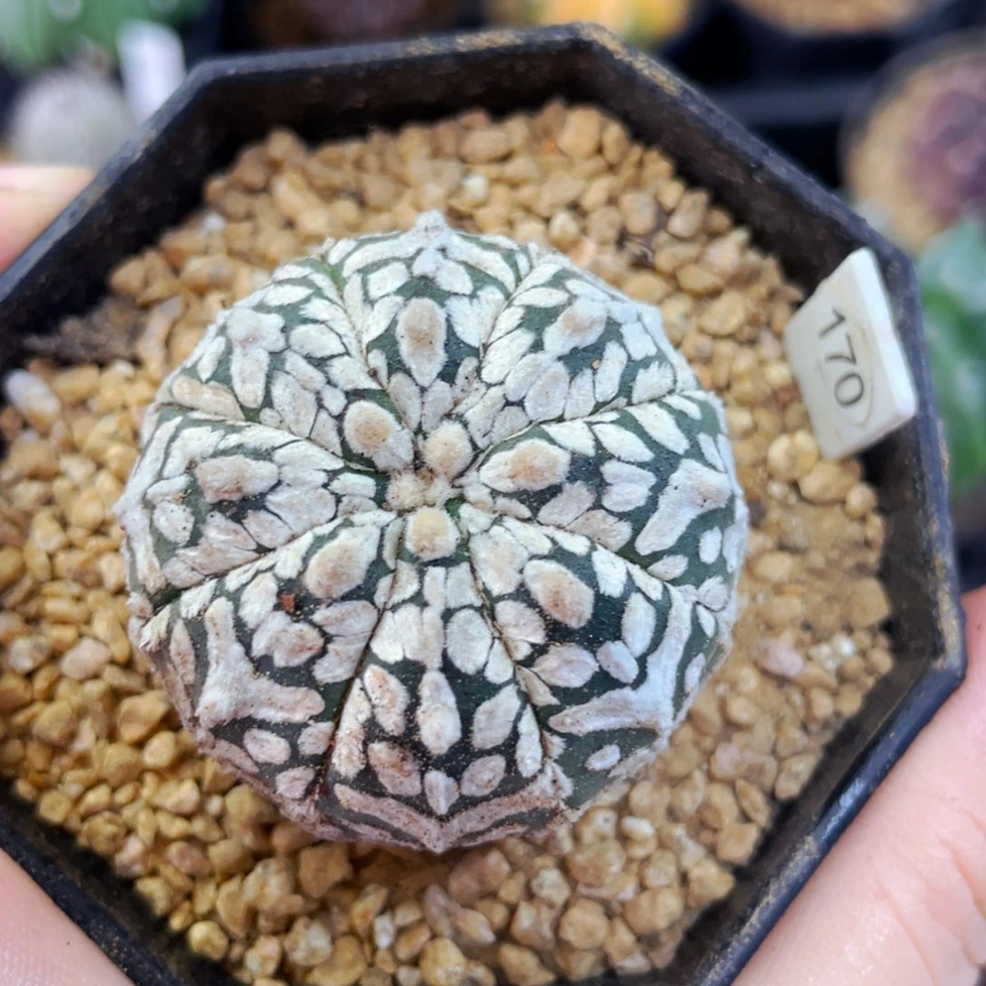 盆5公分满25包邮裸根发货