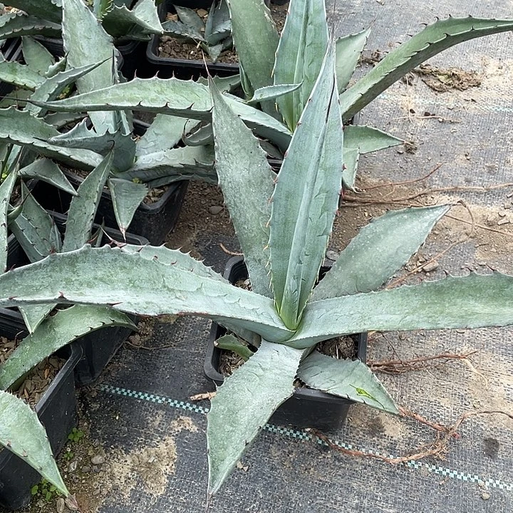 无花朵虚空杂鲸鱼舌