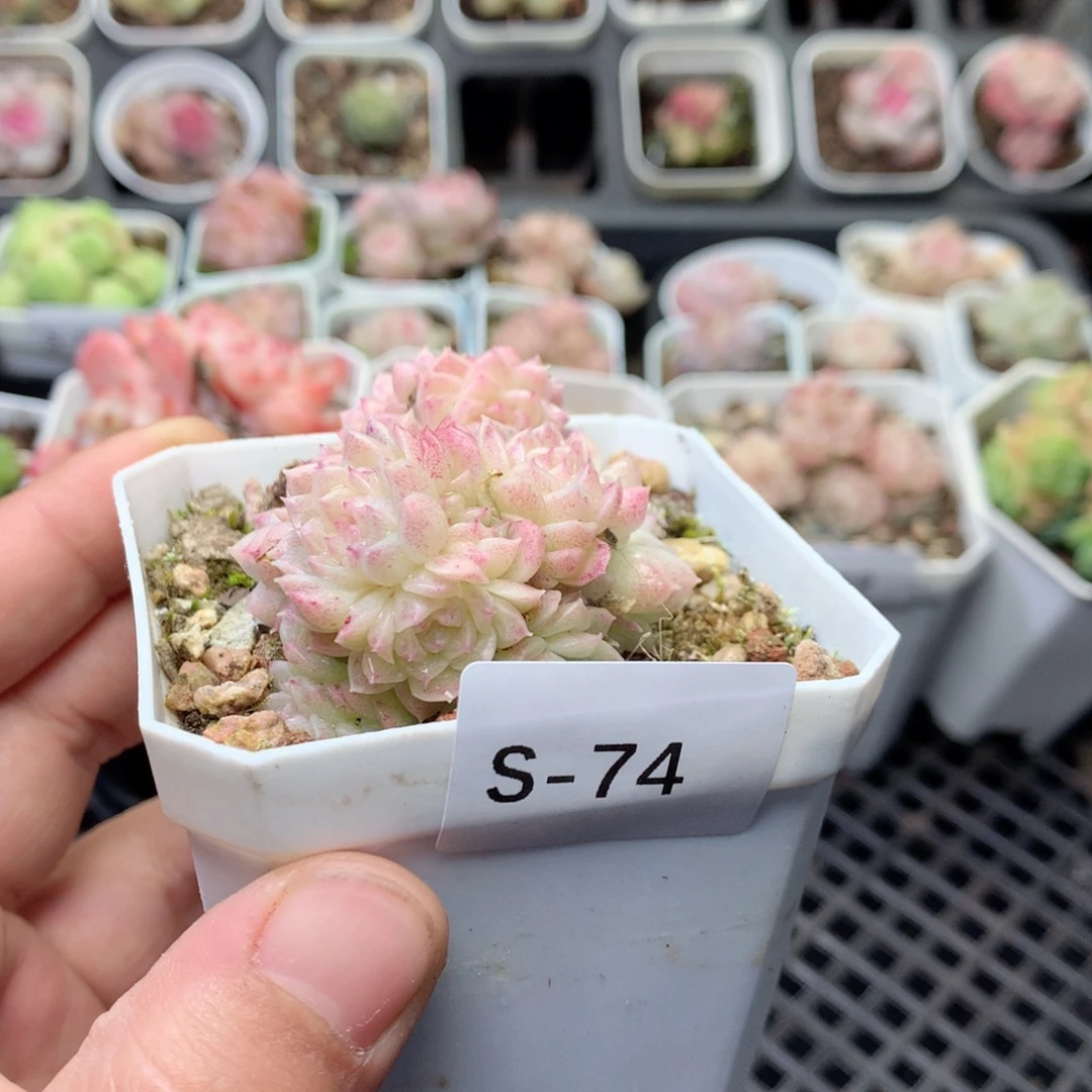 无花朵S74月英语英语