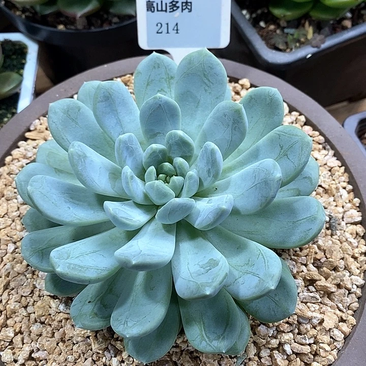 D214- 直播福利 翡翠香槟