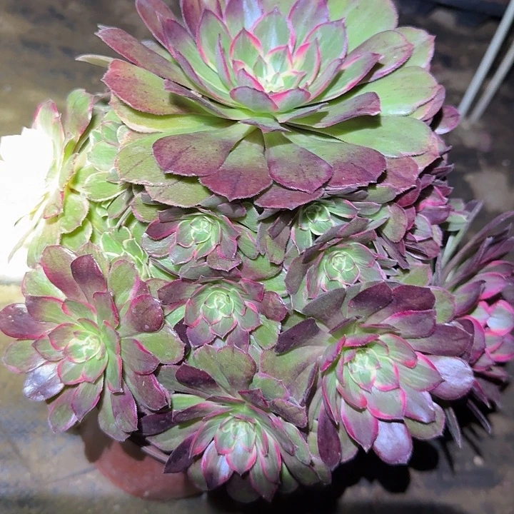精品莲花座捧花亏本福利