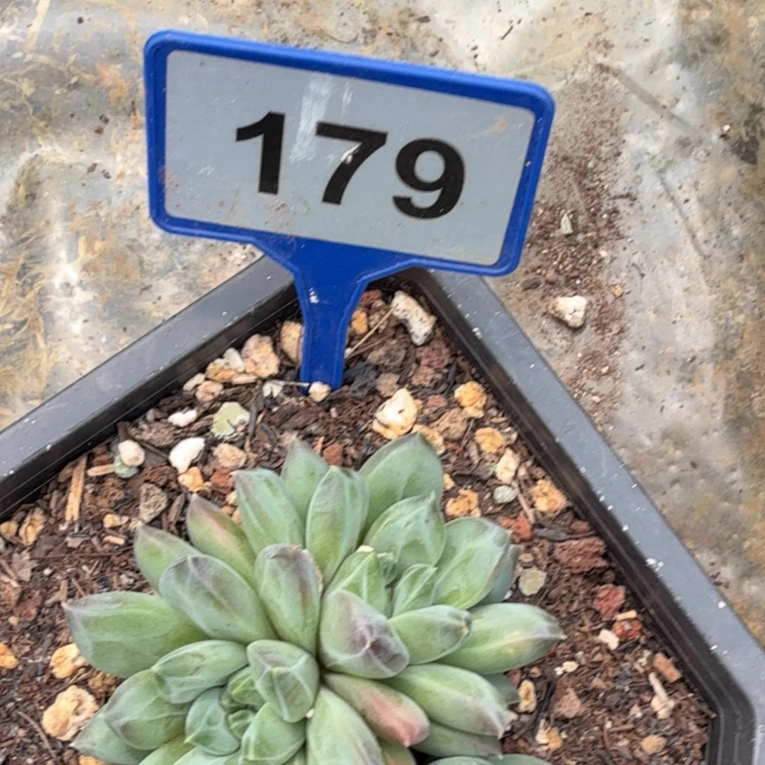 一物一拍179幻影.