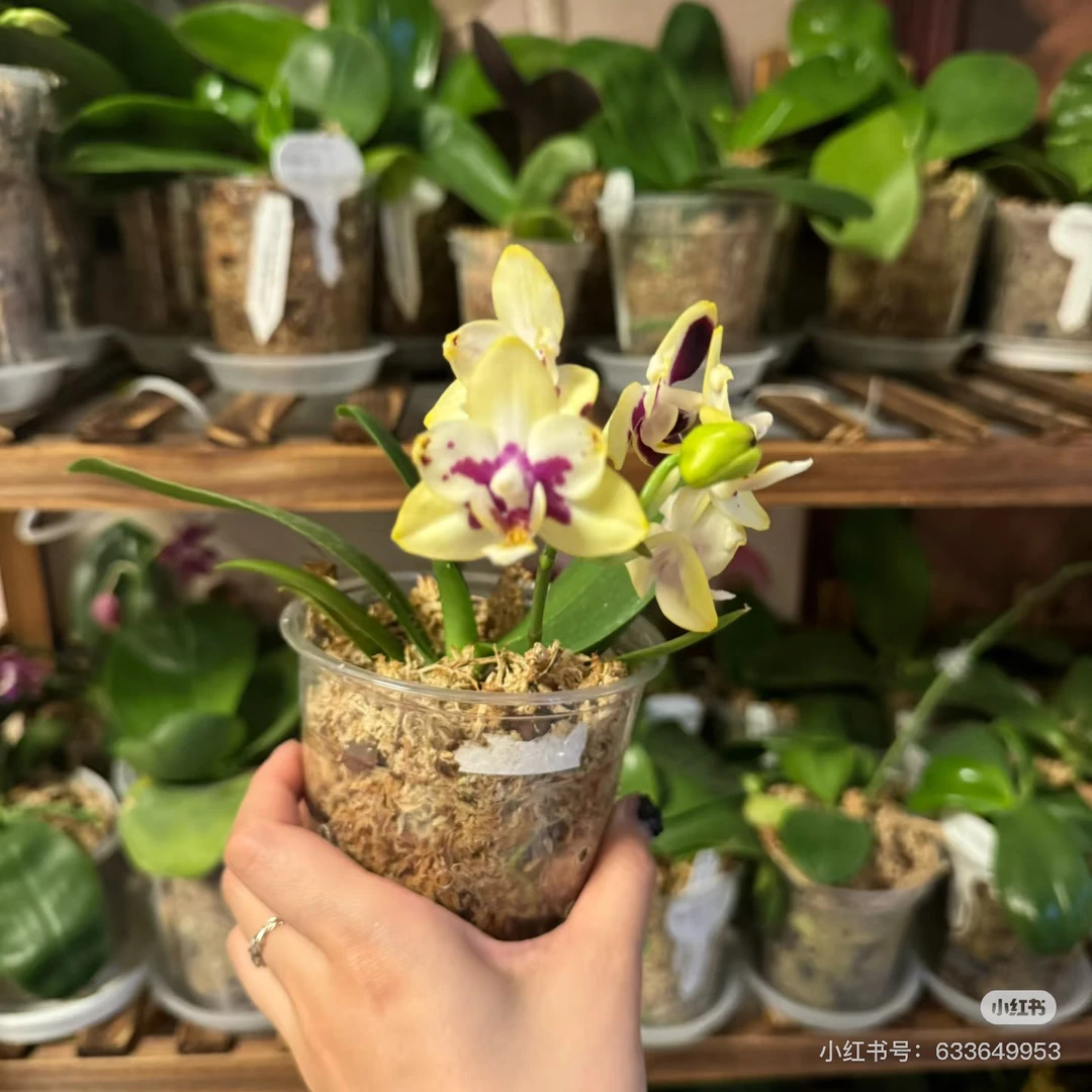 5.5寸桶芒果可可（开花株）实生花