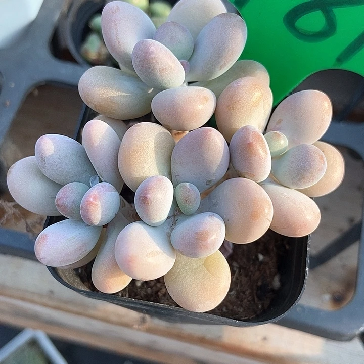 多肉植物桃蛋781多肉