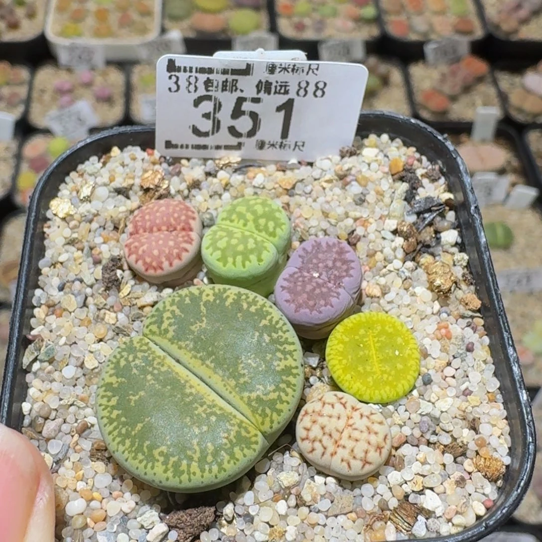 Ssss精品生石花351今日福利