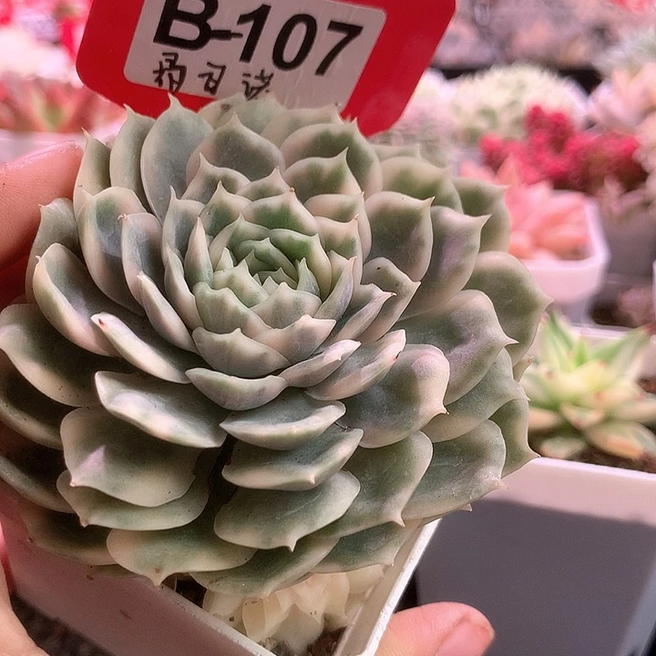 圆叶昂斯诺覆轮锦