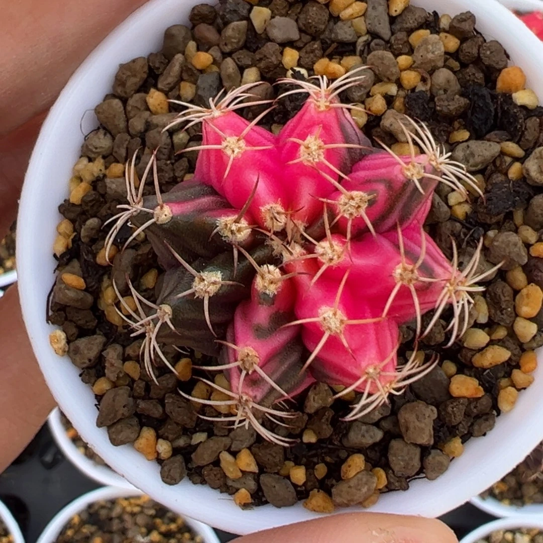 53 好看的米哈冲冲冲