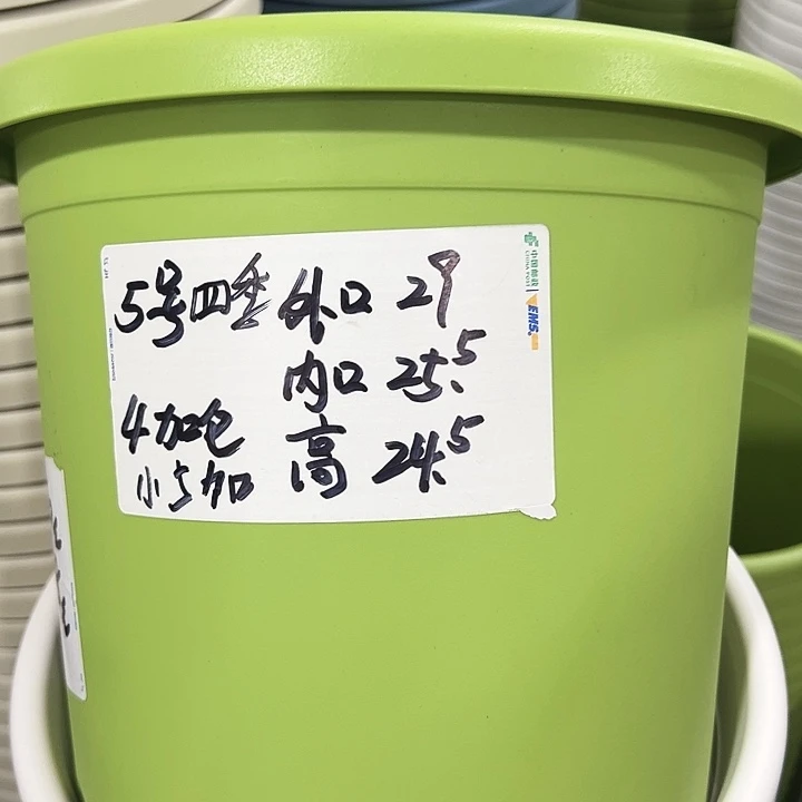 四季5号特价混色6个无托